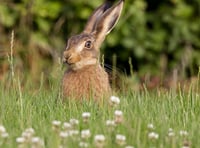 Somerset residents urged to have say on proposals to protect nature