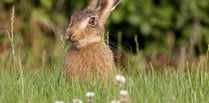 Somerset residents urged to have say on proposals to protect nature