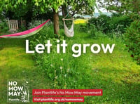 Join No Mow May and help wildlife to thrive