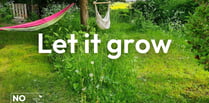 Join No Mow May and help wildlife to thrive