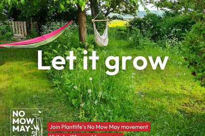 Join No Mow May and help wildlife to thrive
