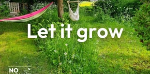 Join No Mow May and help wildlife to thrive