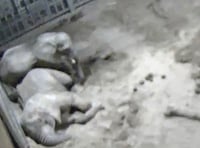 Baby elephants caught on CCTV 'cuddling' before falling asleep at zoo 