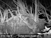 Beavers discovered living wild near Frome by charity Heal Rewilding