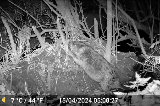 Beavers caught in the camera trap at the Heal Rewilding site near Frome