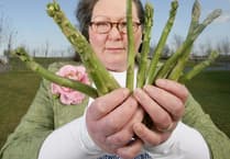 Fortune teller who predicts future with asparagus says England will win Euro 2024