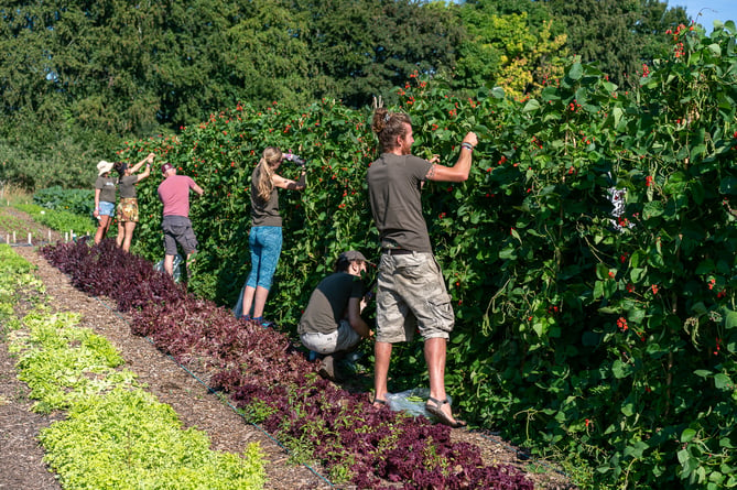 Community members enjoying a day at The Community Farm