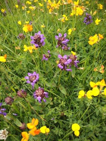 July's garden: wildlife seemingly suffers in inclement weather