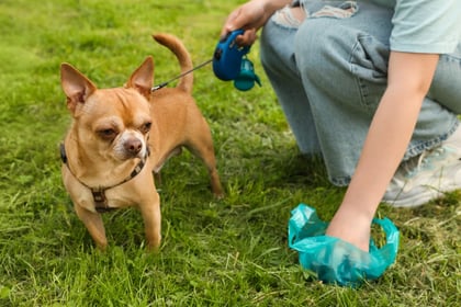Campaign to tackle dog poo problem in Frome