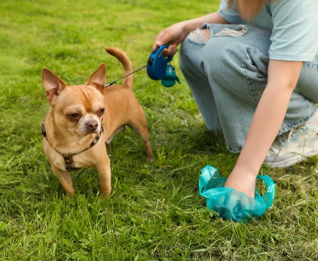 Campaign to tackle dog poo problem in Frome