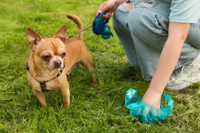 Frome Town Council launches dog waste campaign in August