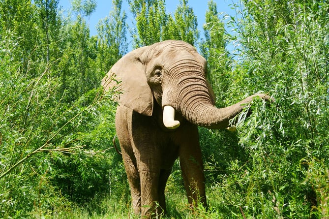 Shaka the Elephant at Noah's Ark Zoo Farm