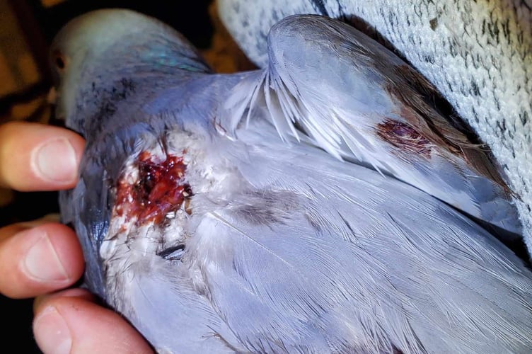 Some of the wounded pigeons in Clevedon, North Somerset. Photo released August 13 2024. 'Heartbreaking' scenes of 'dead birds everywhere' - as over 50 birds have been attacked with high-powered catapults in a seaside town.From ducks to pigeons, seagulls and other wildlife - animals are being targeted by bullets that are either leaving them dead or seriously injured and requiring medical attention.In one case, six pigeons resting in a Clevedon residents' garden aviary were attacked over a fence.Avon and Somerset Police have been informed - and they have been inundated with reports from the residential area on the south east edge of Clevedon since last Thursday, August 8.
