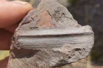 300-million-year-old fossils discovered at Haydon Batch