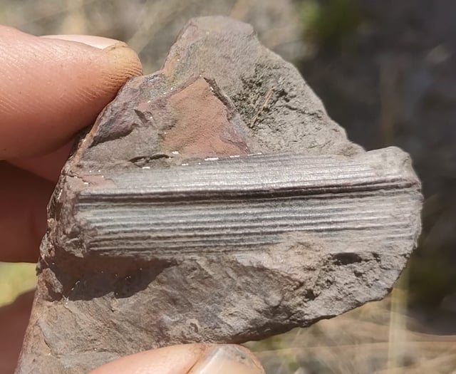 300-million-year-old fossils discovered at Haydon Batch