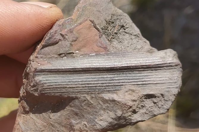 A Carboniferous fossil of a tree branch