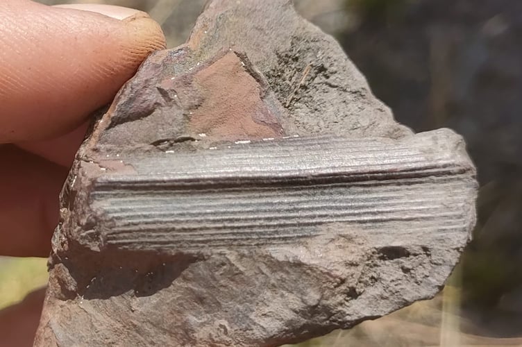 A Carboniferous fossil of a tree branch