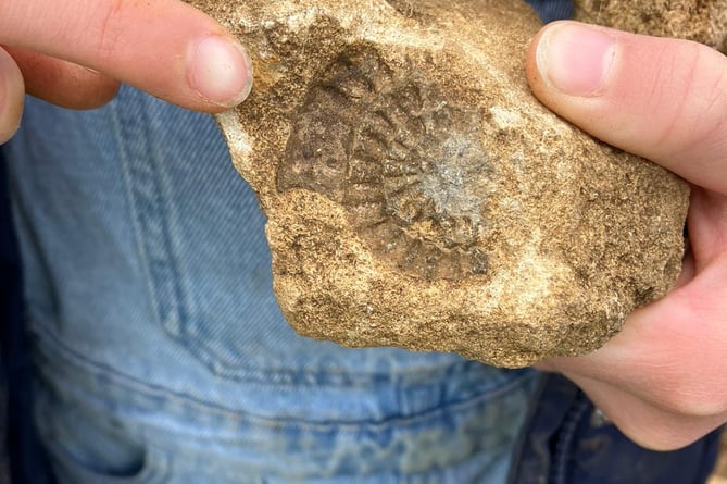 A Jurassic seabed fossil