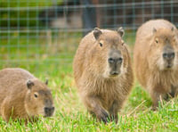 Trio of Capybara arrive at Noah's Ark Zoo Farm