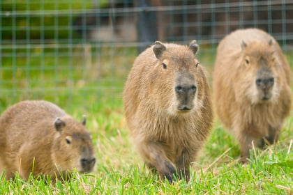 Trio of Capybara arrive at Noah's Ark Zoo Farm