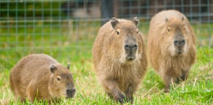 Trio of Capybara arrive at Noah's Ark Zoo Farm