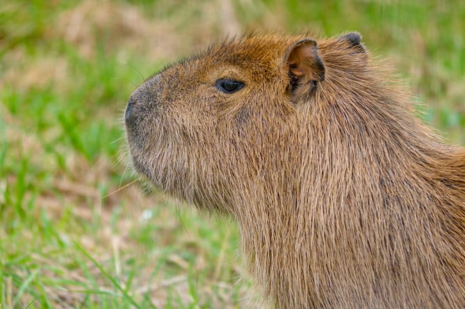 Capybaras are the world's largest rodents and are native to South America. 