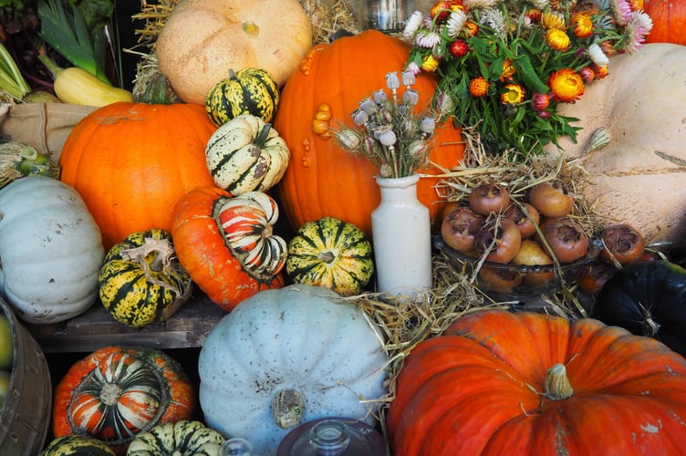 Pumpkins and gourds on display at Arlington Court, Devon