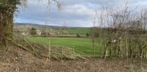 Hedgerow Solutions Offered - Chew Valley Plants Trees