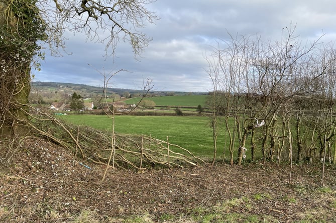 Regular readers to this column will know how we at Chew Valley Plants Trees love the potential for hedgerows to solve so many of the challenges we face.