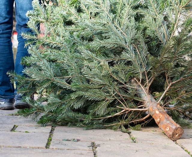 Fresh appeal after Radstock's Christmas Tree was cut down and stolen