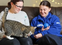 RSPCA record huge surge in number of pets left abandoned at Christmas