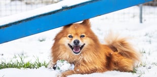 RSPCA issue advice on keeping animals safe during cold snap