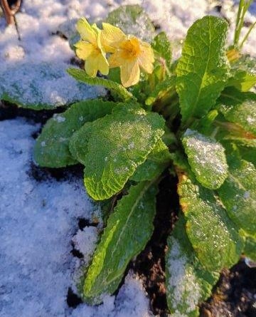 Delicate primroses blooming through the snow, a sign of resilience and the approaching spring.