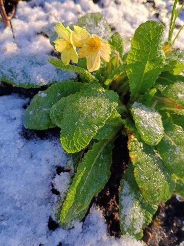 Delicate primroses blooming through the snow, a sign of resilience and the approaching spring.