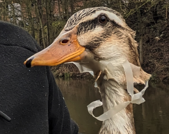 A duck caught in a plastic drinks holder - In just the last year, the RSPCA received 2,199 reports about animals affected by litter across England and Wales