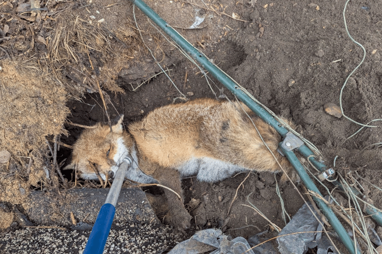 A fox caught in an old clothes drying rack