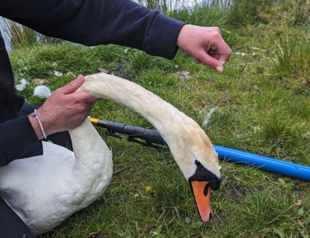 A swan is caught up in old fishing line -The RSPCA has revealed that Somerset is in the top ten for reports about litter-affected animals